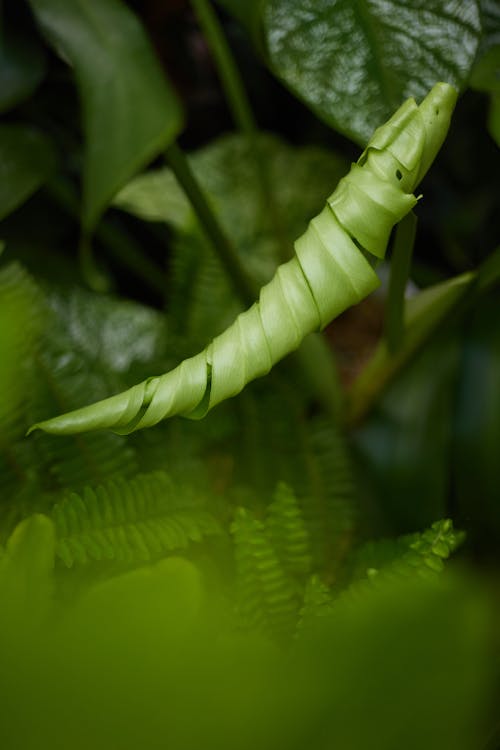 Darmowe zdjęcie z galerii z liście, pionowy strzał, roślina