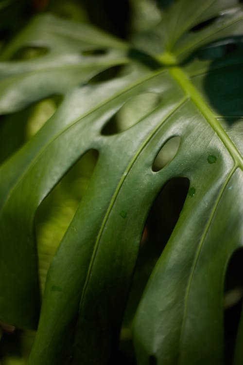 Foto profissional grátis de araceae, costela-de-adão, fechar-se