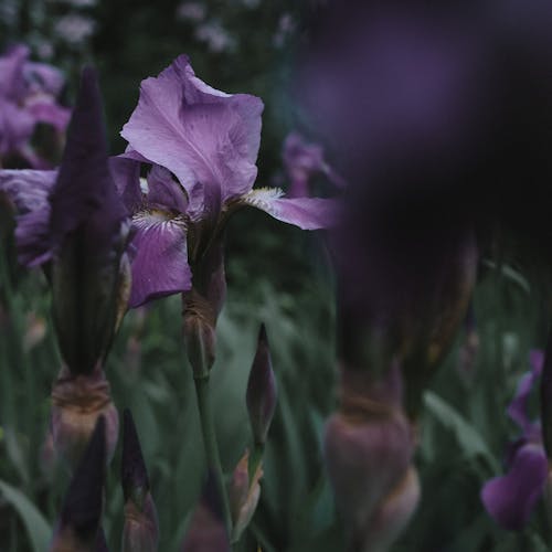 Photos gratuites de croissance, fermer, fleurs violettes