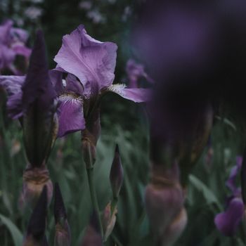Prince – Purple Rain