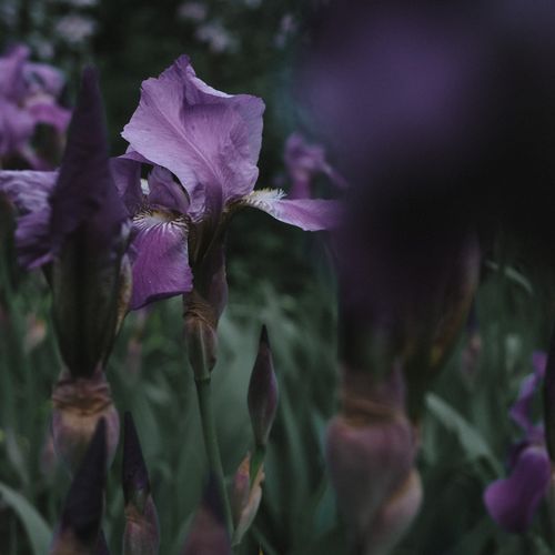 Purple iris flowers in bloom