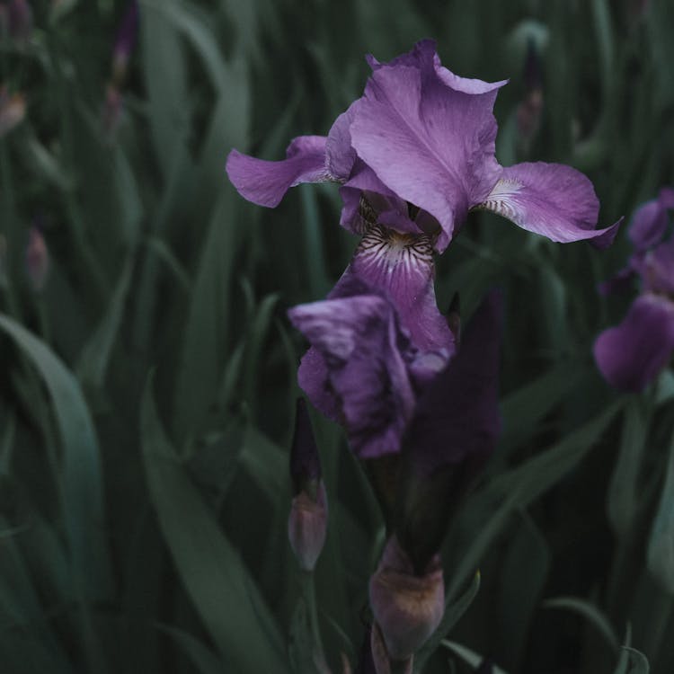 A Close-Up Shot Of An Iris Germanica