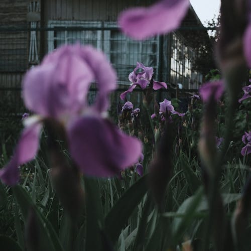 Photos gratuites de croissance, fermer, fleurs violettes