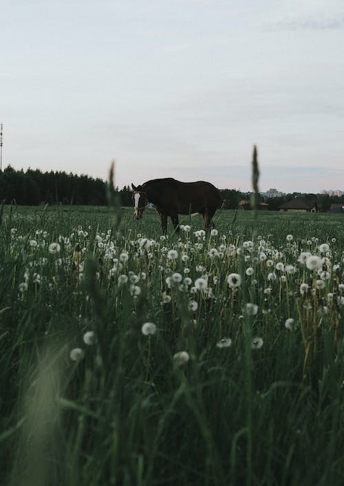 Photo of Horse on Grassland