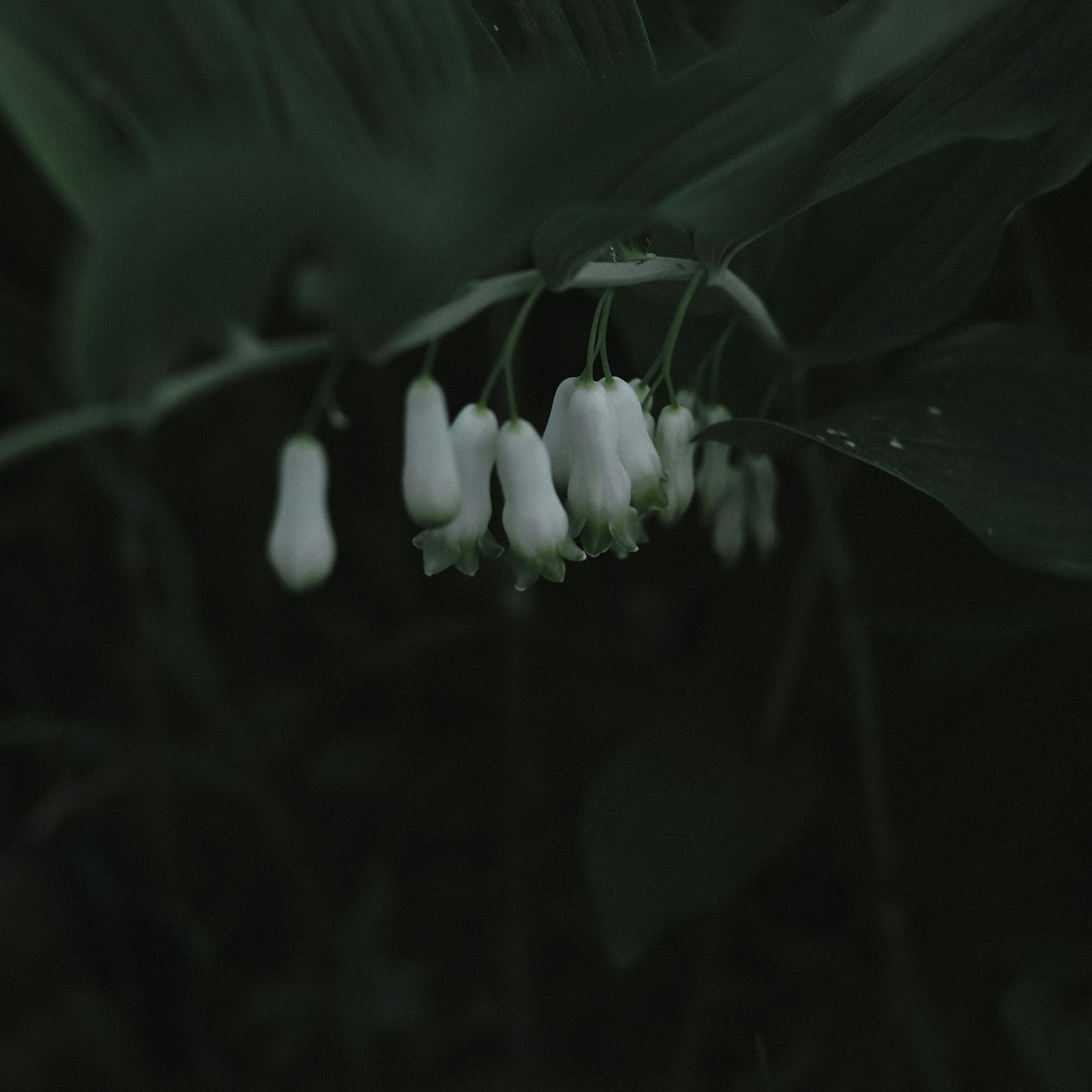 Polygonatum multiflorum