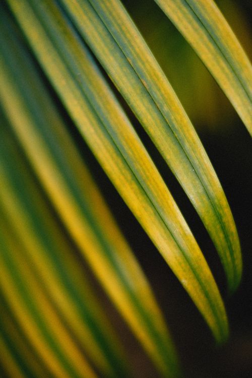 Free Detailed close-up of vibrant green palm leaves with artistic bokeh background. Stock Photo
