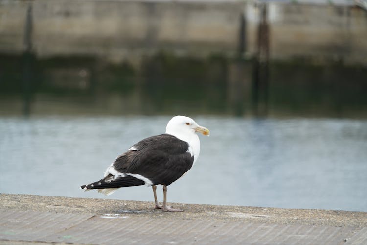 Close-Up Shot Of A Kelp Gull On Concrete Surface