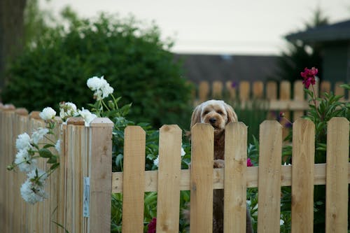 Brown Dog Behind the Wooden Fence