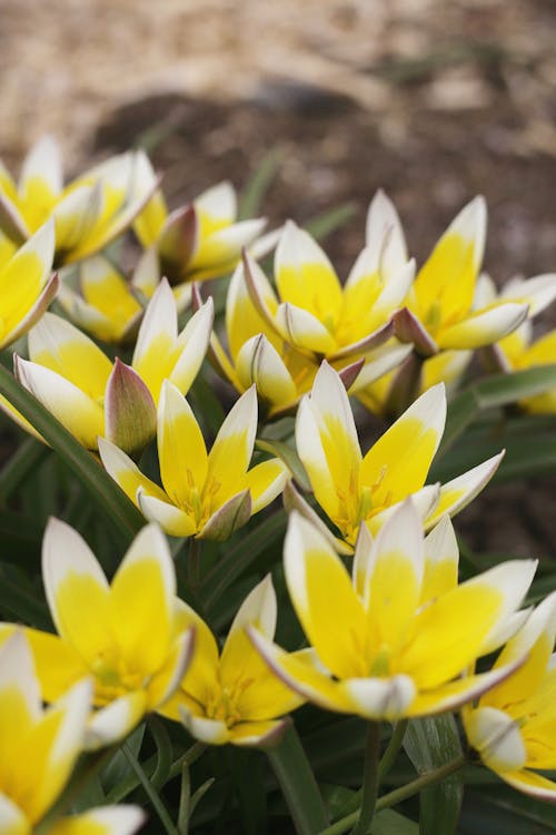 Close-Up Shot of Blooming Late Tulips