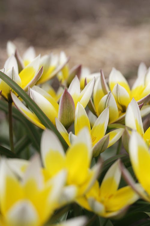 Yellow and White Late Tulip Flowers with Green Leaves 