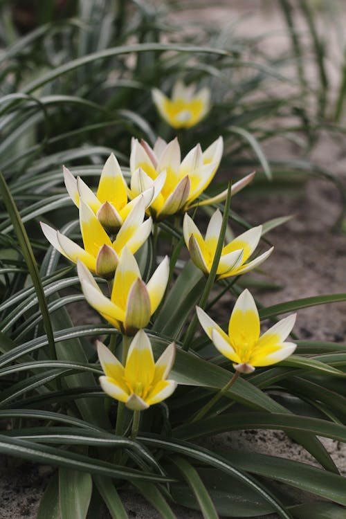 Close-Up Shot of Blooming Late Tulips