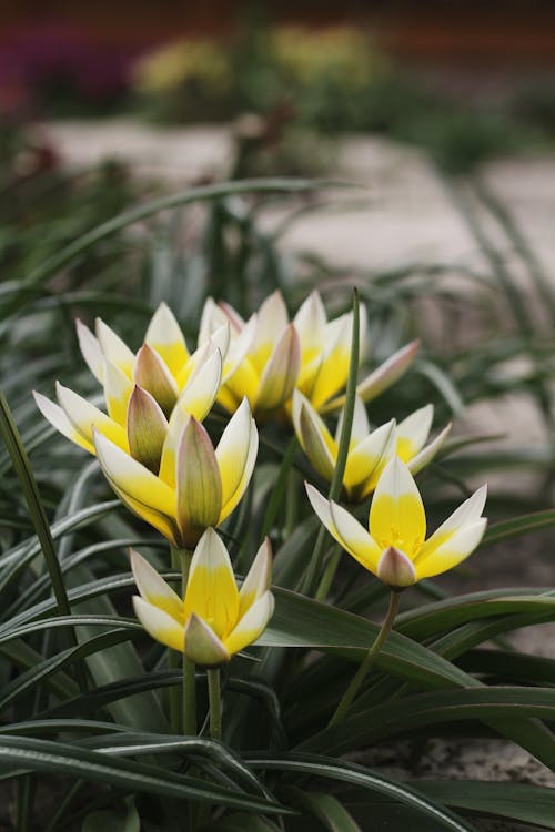 Безкоштовне стокове фото на тему «tulipa dasystemon, вертикальні постріл, впритул»