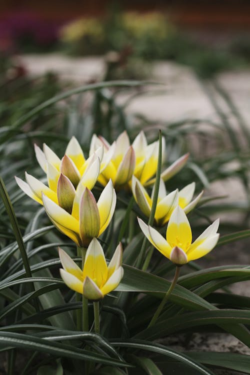 Close Up Photo of Yellow Flowers