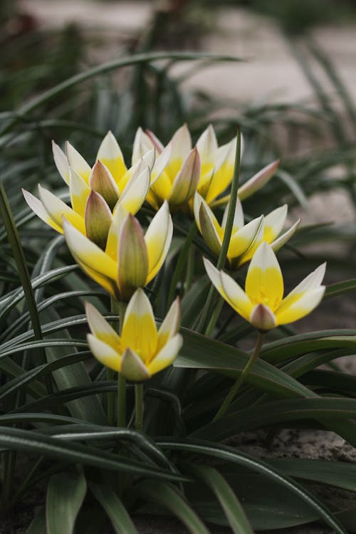 A Close-Up Shot of Tulipa Dasystemon Flowers
