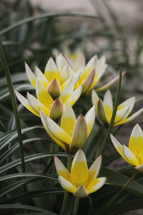 A Close-Up Shot of Tulipa Dasystemon Flowers