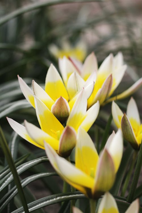 Close-up Shot of Yellow Wild Tulips
