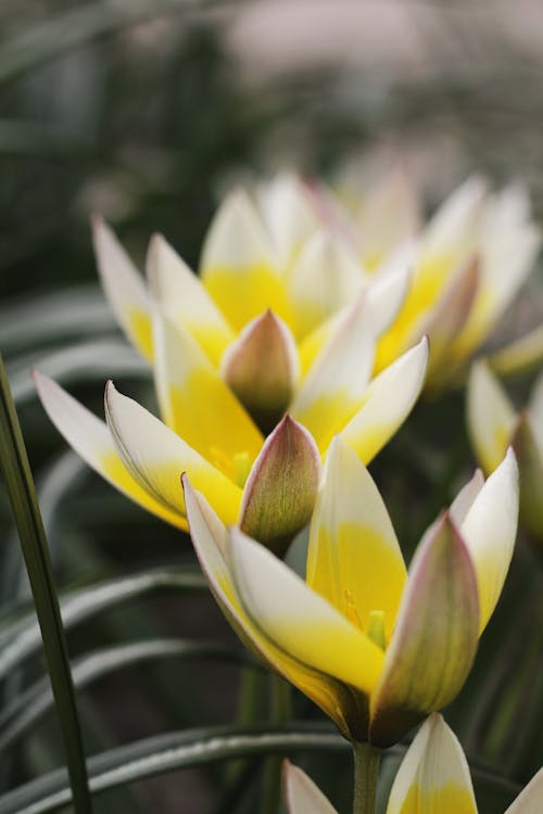 Yellow and White Flower in Close-up Photography