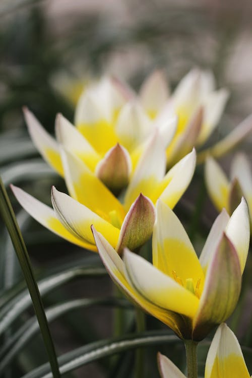 คลังภาพถ่ายฟรี ของ การถ่ายภาพดอกไม้, ดอกสีเหลือง, ทิวลิปดา ดาซิสเต็มตัน