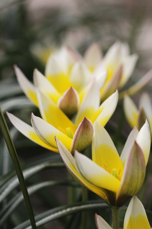 Yellow Flowers in Close Up Photography