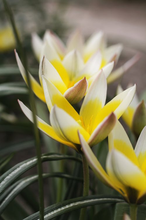 คลังภาพถ่ายฟรี ของ การถ่ายภาพดอกไม้, ดอกสีขาวและสีเหลือง, ดอกไม้บาน
