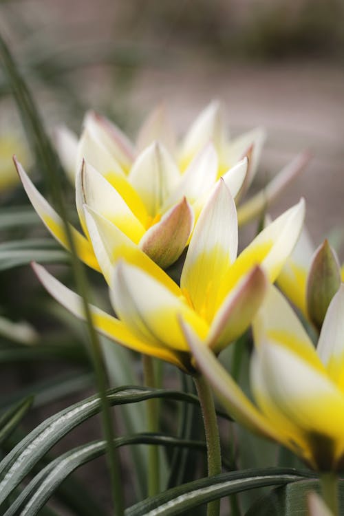 Close-Up Shot of Blooming Late Tulips
