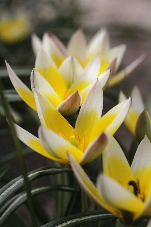 Yellow and White Flower with Green Leaves