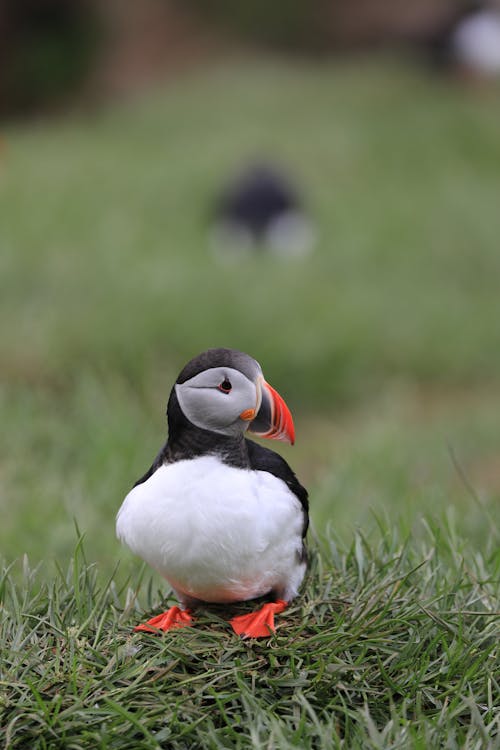 The Atlantic Puffin Sitting on the Grass