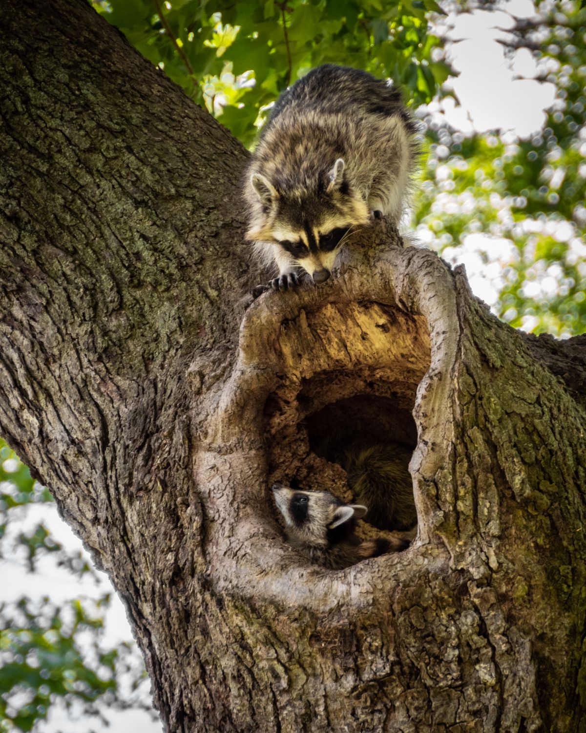 A raccoon at the entrance of a tree hollow, the kind of wildlife that enters Tallahassee attics