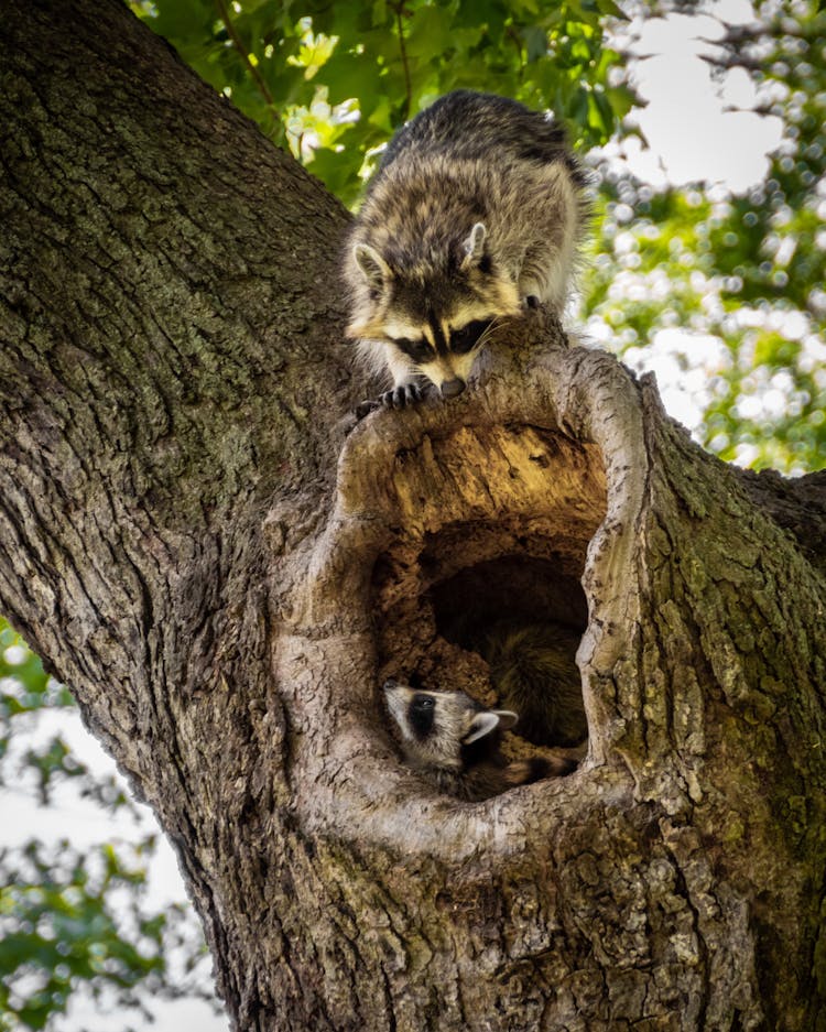 Raccoons On A Tree