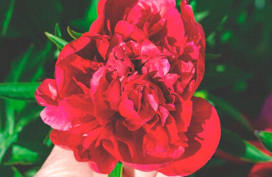 Close-up of a vibrant red peony in full bloom, capturing natural beauty and vivid color.