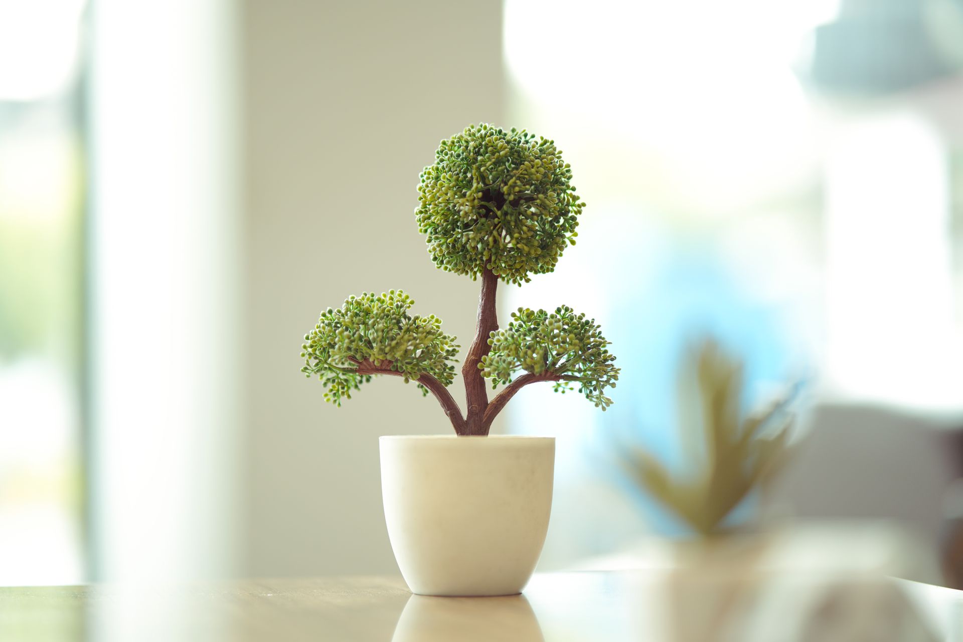 A close-up of a potted bonsai tree in a modern indoor setting.