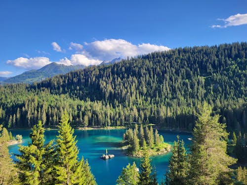 Foto d'estoc gratuïta de arbres, bosc, coníferes