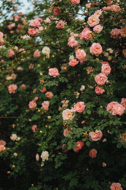 A vibrant cluster of pink roses blooming on a lush green bush, captured in spring.
