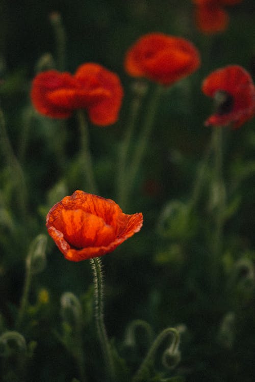 Red Flower in Tilt Shift Lens