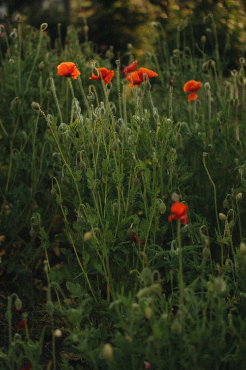 Fotos de stock gratuitas de amapola, campo, flora
