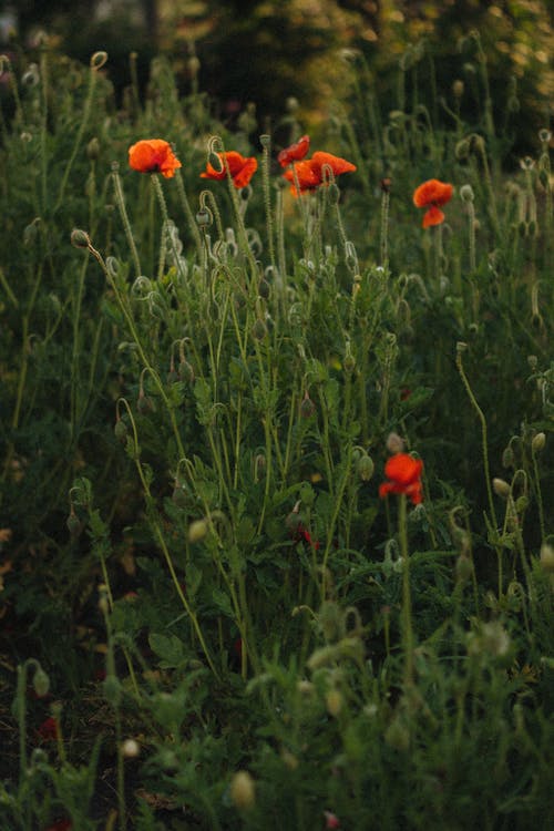 Foto d'estoc gratuïta de brots de flors, camp, flor