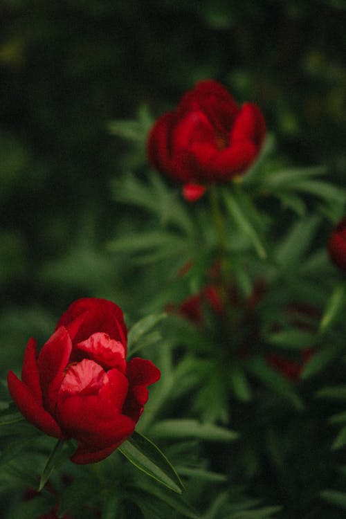 Foto stok gratis alam, bunga-bunga, mawar