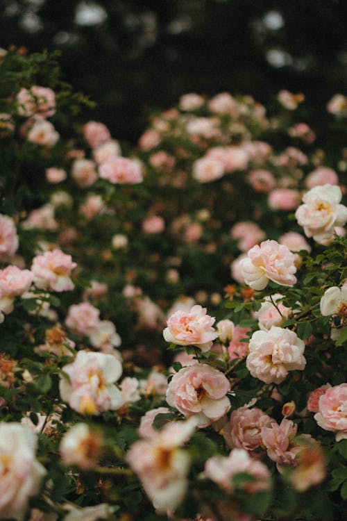 Δωρεάν στοκ φωτογραφιών με άνθη, ανθίζω, κατακόρυφη λήψη