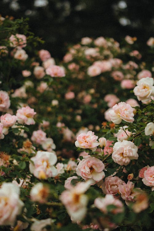 Close-Up Shot of Roses