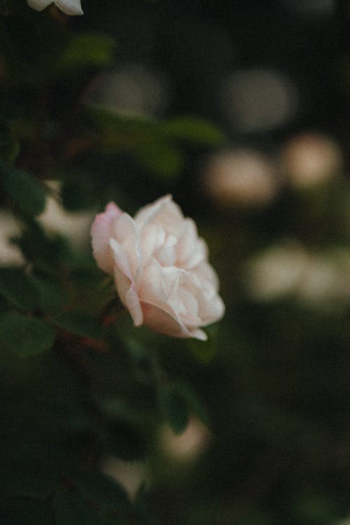 Pink Flower in Tilt Shift Lens · Free Stock Photo