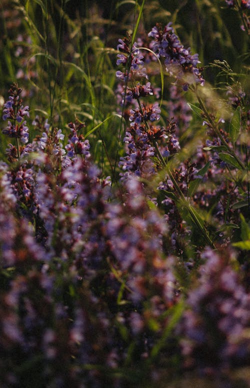 bezplatná Základová fotografie zdarma na téma detail, fialové květiny, flóra Základová fotografie