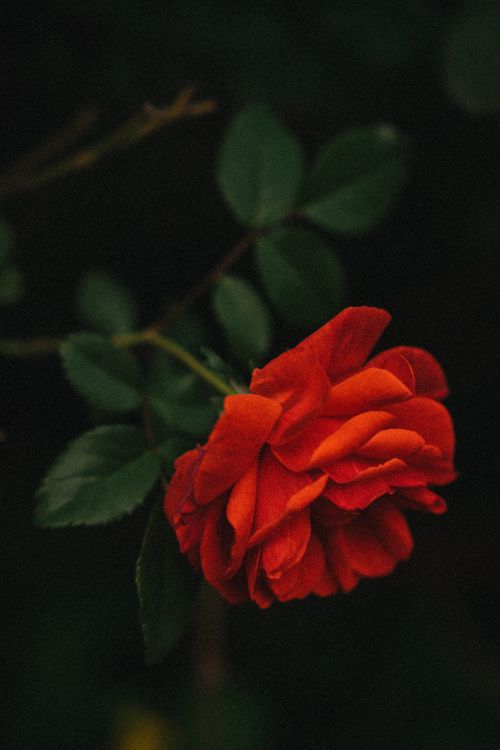 Free Stunning close-up of a vibrant red rose in full bloom with lush green leaves. Stock Photo