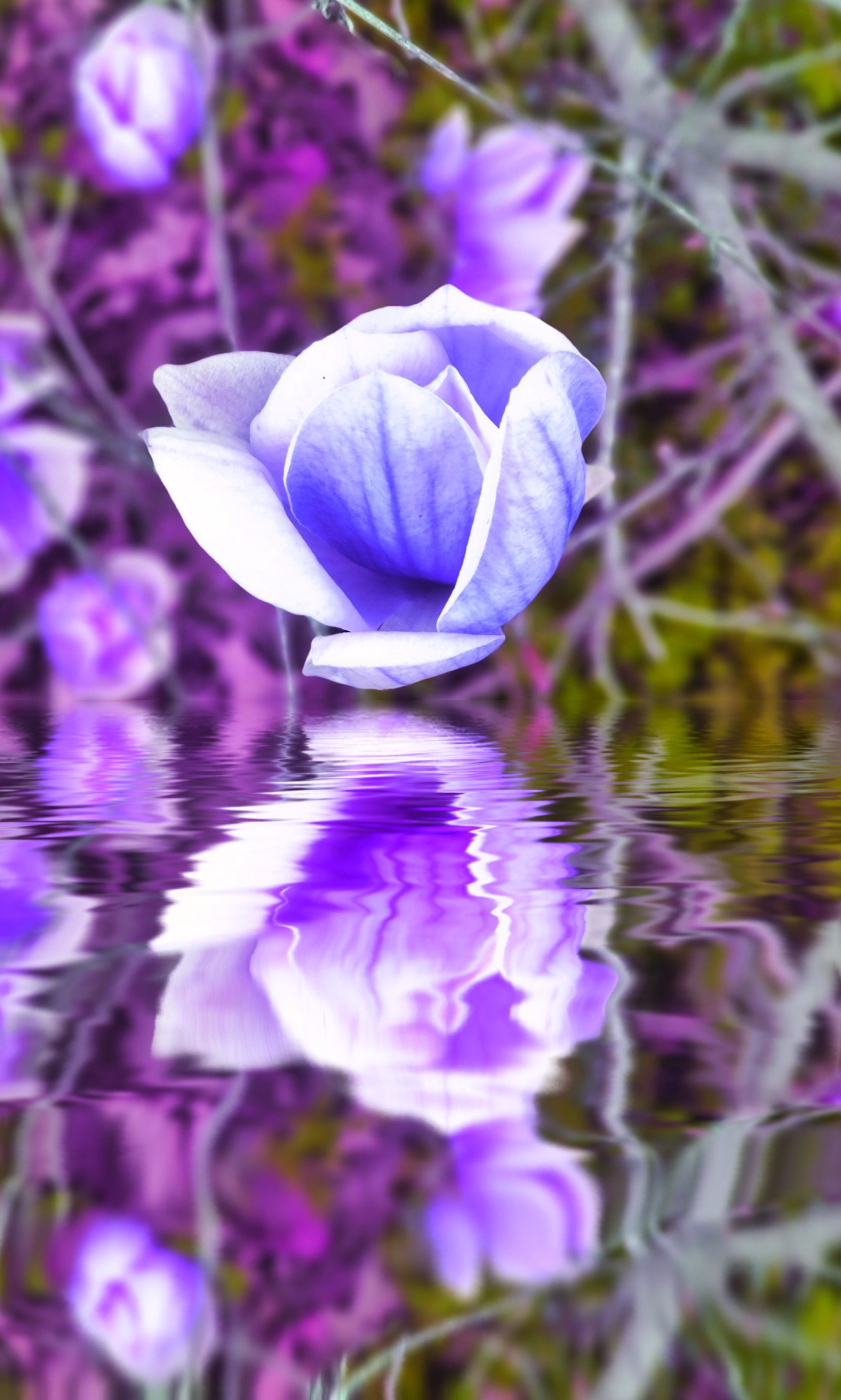 Blue Flower Over Water Free Stock Photo