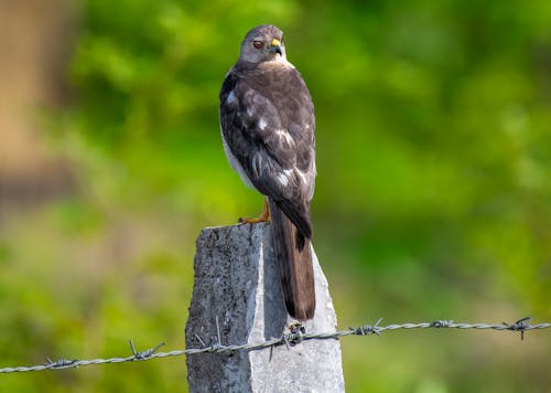 A Hawk Perched on a Concrete Post