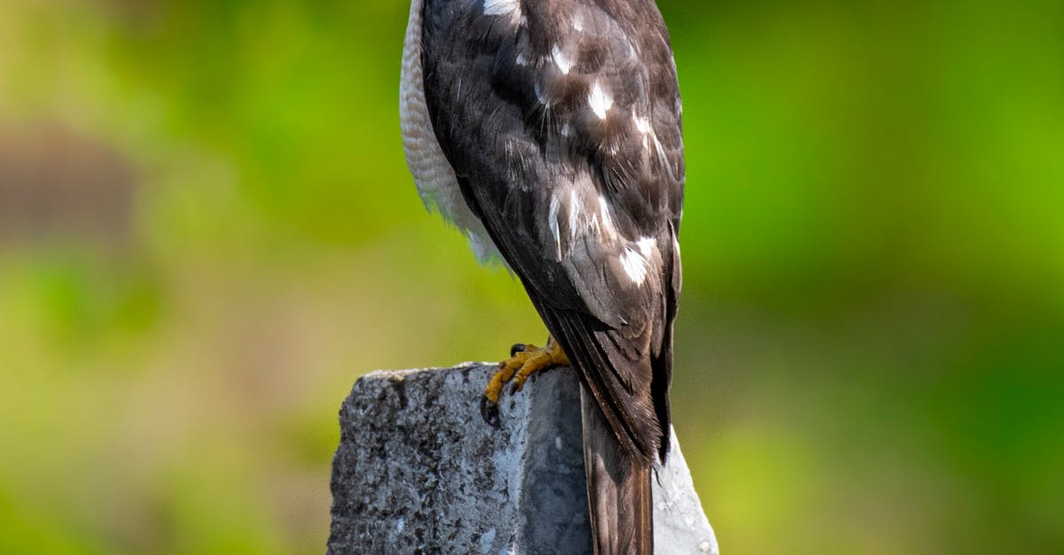 How to make a hunter compass in Minecraft java