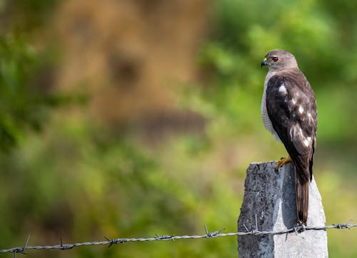 Free A Bird of Prey Perched on a Concrete Post Stock Photo