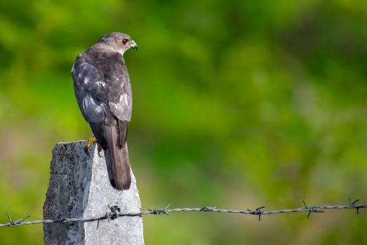 Bird Sitting on Stone near Barbed Wire