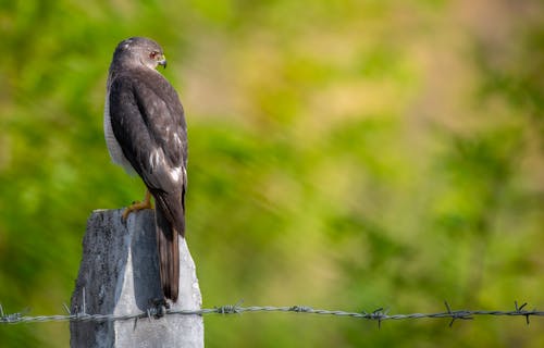 Gray Bird Perched on Fence Concrete Post