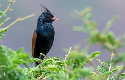 Photo of a Bird