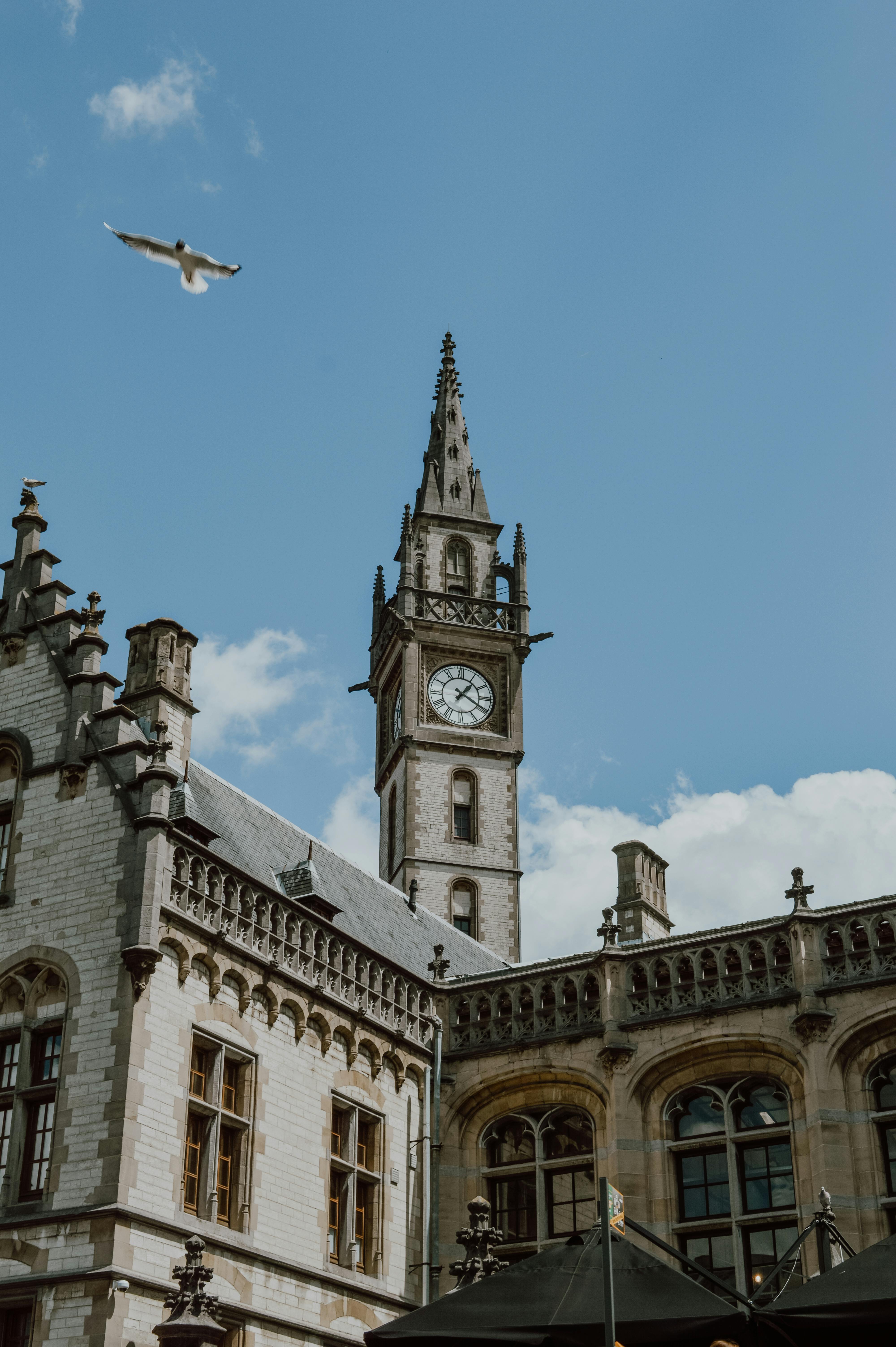Gothic clock tower with bird flying, featuring intricate architecture under a clear blue sky.